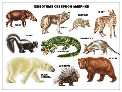 ПЛАКАТ. ЖИВОТНЫЕ СЕВЕРНОЙ АМЕРИКИ