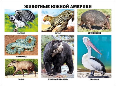 ПЛАКАТ. ЖИВОТНЫЕ ЮЖНОЙ АМЕРИКИ