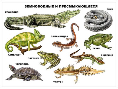 ПЛАКАТ. ЗЕМНОВОДНЫЕ И ПРЕСМЫКАЮЩИЕСЯ
