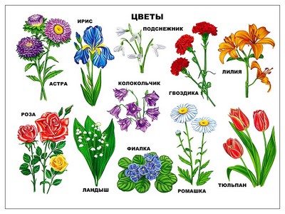 ПЛАКАТ. ЦВЕТЫ