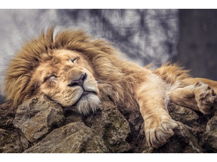 Раскраска на картоне А3. Спящий лев (Арт. Р-2273)