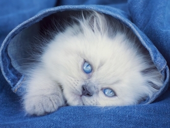 Раскраска на картоне A4 Голубоглазый котёнок (Р-2374)