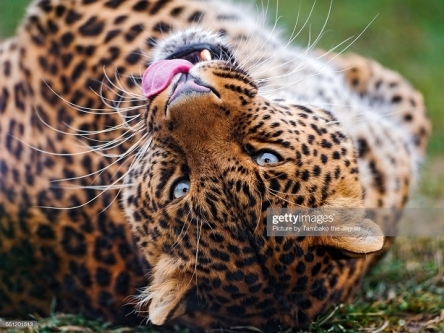 Холст с красками 22х30 см по номерам ИГРИВЫЙ ГЕПАРД (HS096)