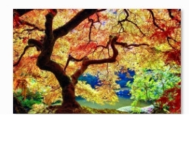 Холст с красками 22х30 см по номерам КРАСИВОЕ ДЕРЕВО (HS190)