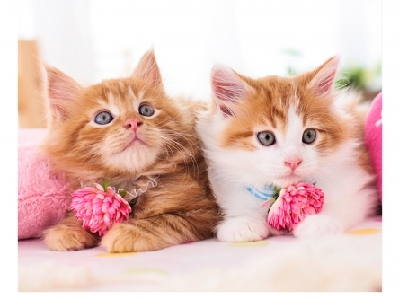 Холст с красками 30х40 см по номерам. КОТЯТА С СЕРДЕЧКАМИ