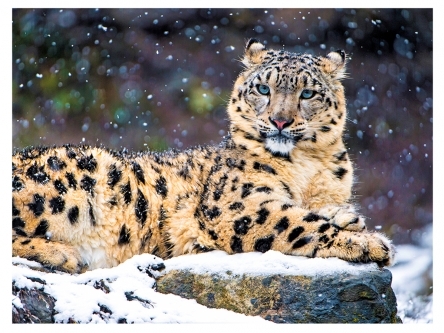 Холст с красками 30х40 см по номерам ГЕПАРД В СНЕГУ (Х-9112)