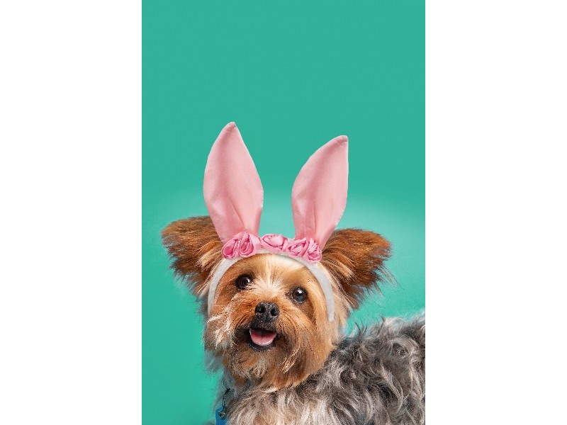 Холст с красками 30х40 см по номерам. СОБАЧКА С ЗАЯЧЬИМИ УШКАМИ