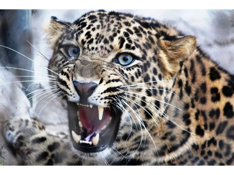 Холст с красками 40х50 см по номерам. РЫЧАЩИЙ ЛЕОПАРД