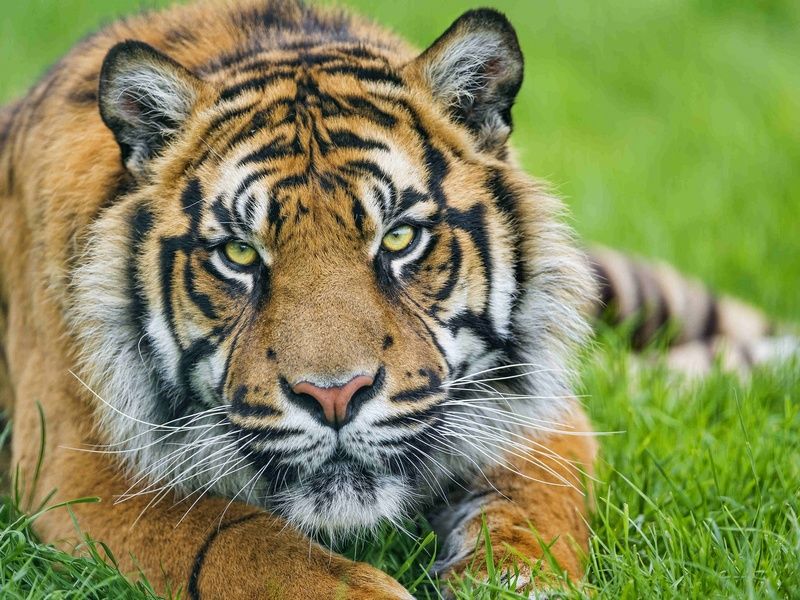 Холст с красками 22х30 см по номерам. ТИГР НА ТРАВЕ