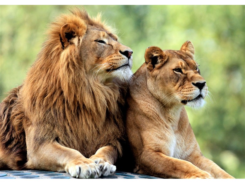 Холст с красками 30х40 см по номерам. ЛЬВЫ НА ОТДЫХЕ