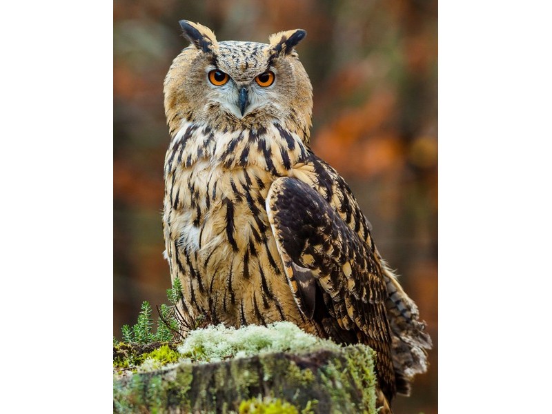 Холст с красками 40х50 см по номерам. КРАСИВАЯ СОВА