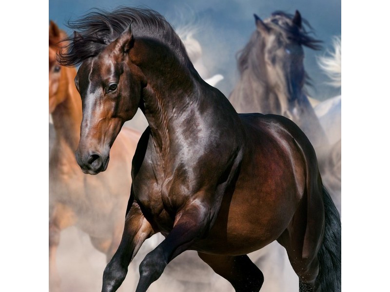 Холст с красками 20х20 см по номерам. ШЕЛКОГРИВЫЙ ЖЕРЕБЕЦ