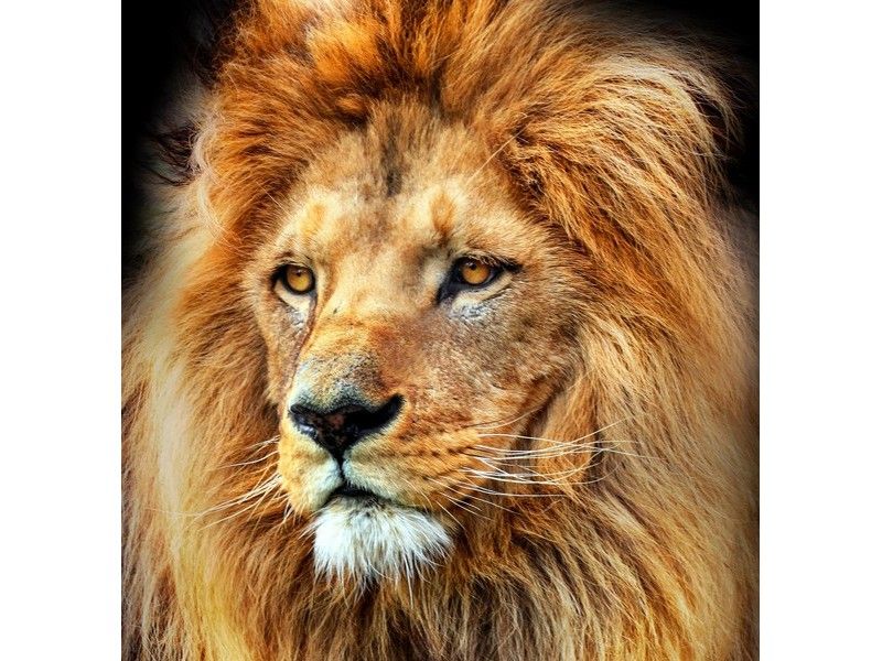 Холст с красками 20х20 см по номерам. ВЗРОСЛЫЙ ЛЕВ С ПЫШНОЙ ГРИВОЙ