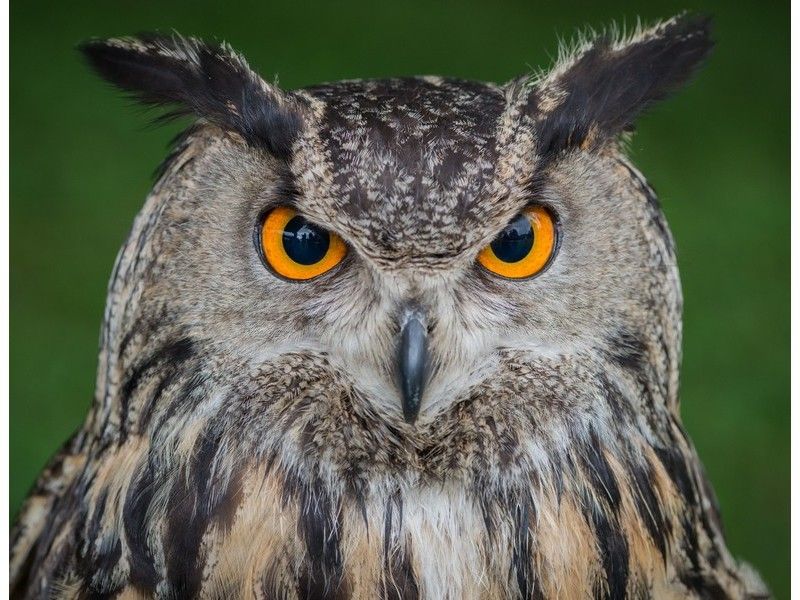 Холст с красками 17х22 см по номерам. СЕРЬЕЗНЫЙ СЕРЫЙ ФИЛИН