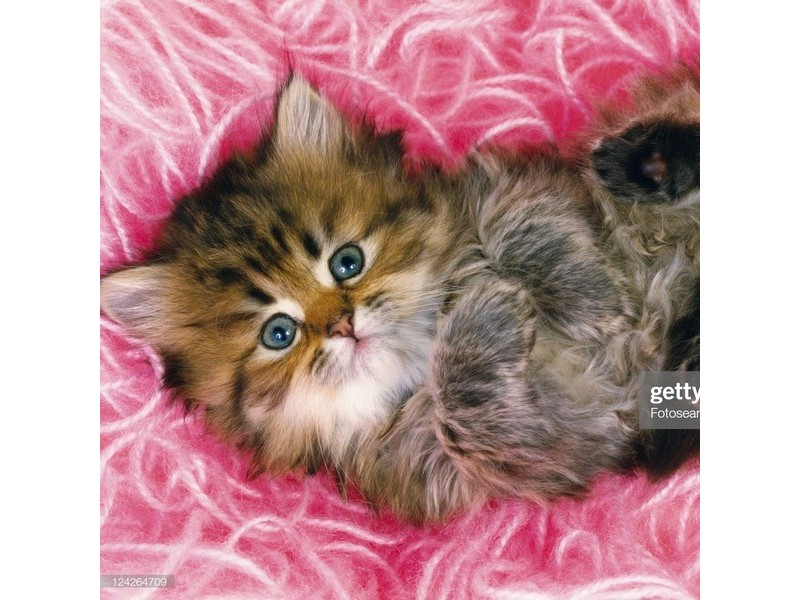 Алмазная мозаика 30х30 см КОТЁНОК (с подр., с полн. заполн., класс.)