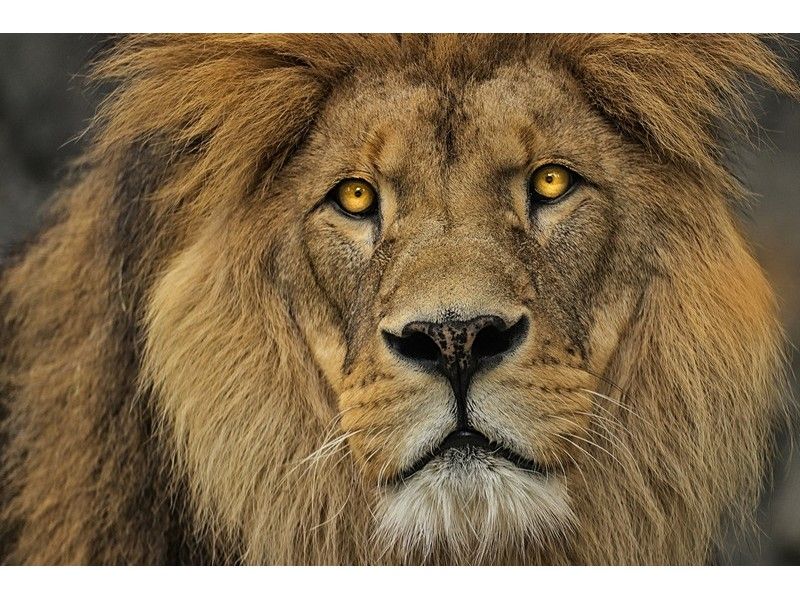 Алмазная мозаика 22х32 см ВЗГЛЯД ЛЬВА (c подр., с полн. заполн., класс.)