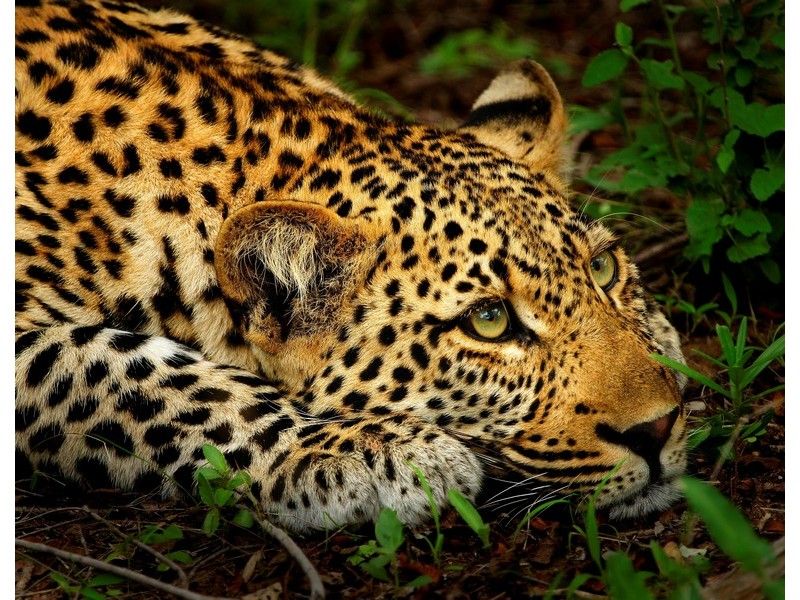 Алмазная мозаика 22х32 см ЗАТАИВШИЙСЯ ЛЕОПАРД (c подр., с полн. заполн., класс.)