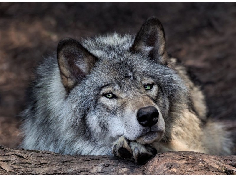 Алмазная мозаика 30х40 см ВОЛК (c подр., с полн. заполн., блест.)