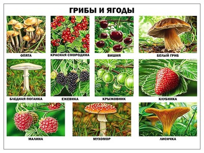 ПЛАКАТ. ГРИБЫ И ЯГОДЫ