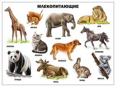 ПЛАКАТ. МЛЕКОПИТАЮЩИЕ
