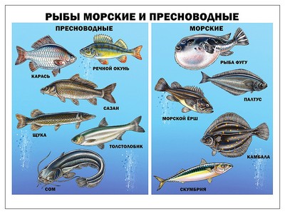 ПЛАКАТ. РЫБЫ МОРСКИЕ И ПРЕСНОВОДНЫЕ