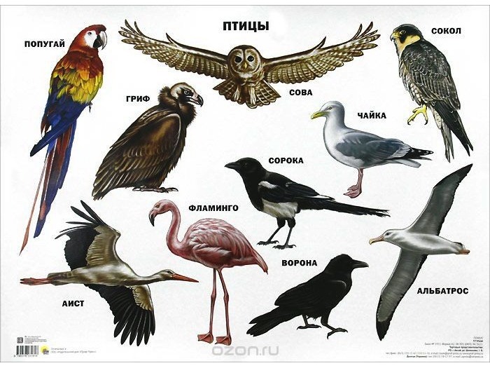 ПЛАКАТ. ПТИЦЫ