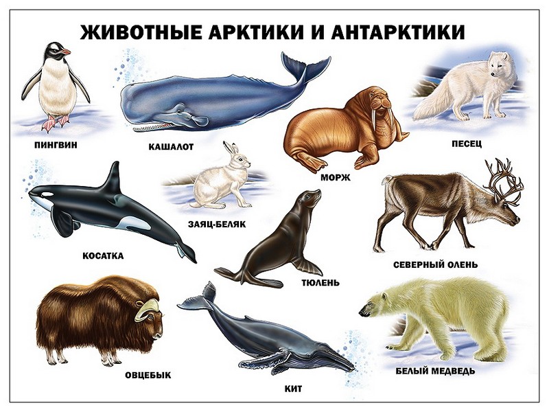 ПЛАКАТ. ЖИВОТНЫЕ АРКТИКИ И АНТАРКТИКИ