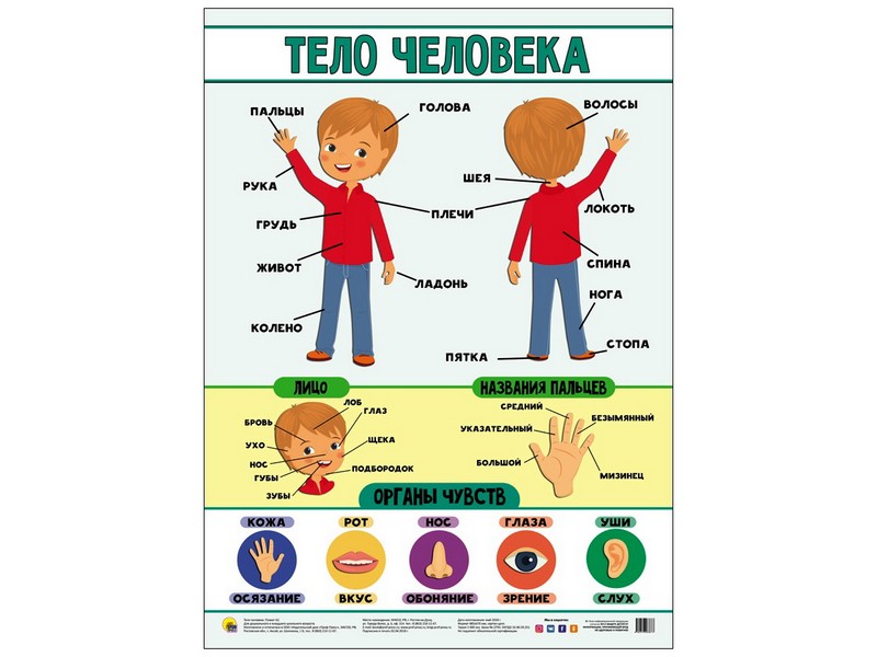 ПЛАКАТ. ТЕЛО ЧЕЛОВЕКА