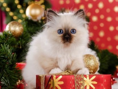 Холст 40х50 с красками Пушистая новогодняя кошечка (Х-4999)