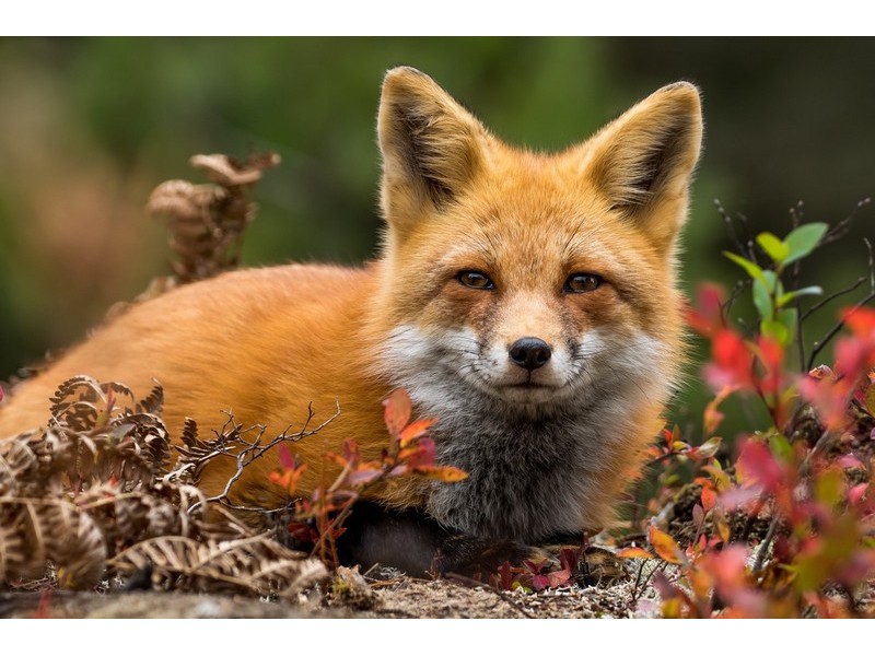 Холст с красками 40х50 см по номерам. УЛЫБЧИВАЯ ЛИСА