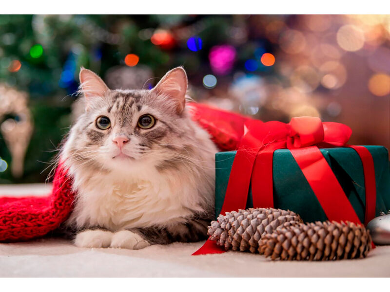 Холст с красками 30х40 см по номерам. КОТИК