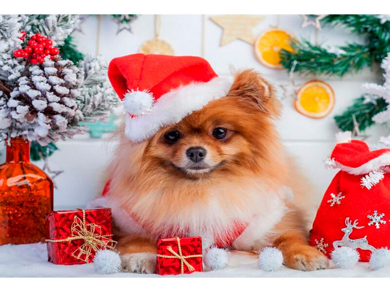 Алмазная мозаика 22х32 см НОВОГОДНИЙ ШПИЦ (c подр., с полн. заполн., блест.)