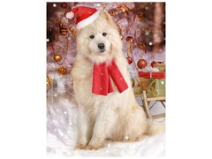 Алмазная мозаика 22х32 см БЕЛОСНЕЖНЫЙ ПЕС (с подр., с полн. заполн., класс.)