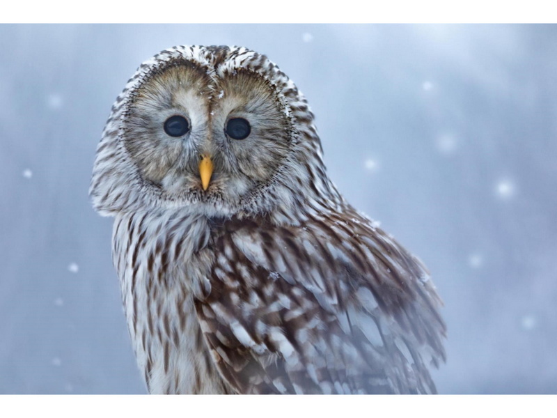 Алмазная мозаика 30х40 см СЕРАЯ СОВА (с подр., с полн. заполн., класс.)