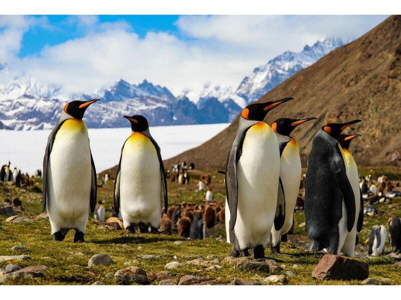 Холст с красками 30х40 см по номерам. КОРОЛЕВСКИЕ ПИНГВИНЫ