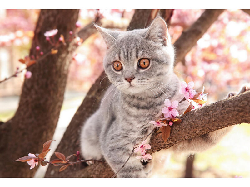 Холст с красками 30х40 см по номерам. КОТЕНОК НА ДЕРЕВЕ