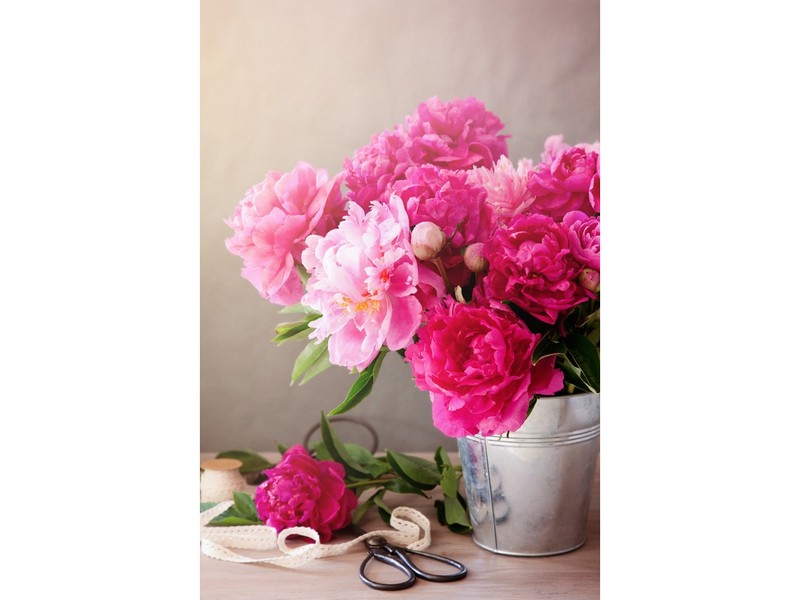 Холст с красками 30х40 см по номерам. СВЕЖЕСОБРАННЫЕ РОЗОВЫЕ ПИОНЫ