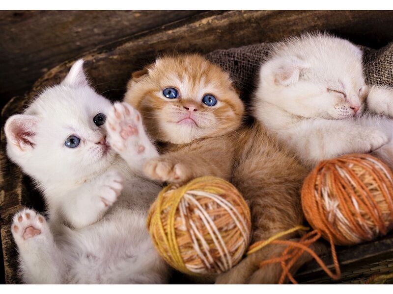 Холст с красками 40х50 см по номерам. МИЛЫЕ ПУШИСТЫЕ КОТЯТА