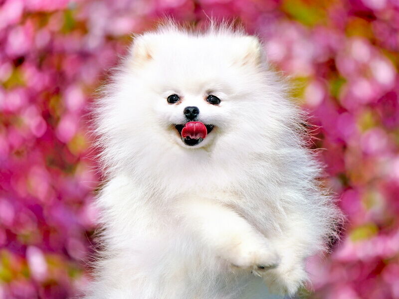 Холст с красками 30х40 см по номерам. БЕЛЫЙ ЩПИЦ