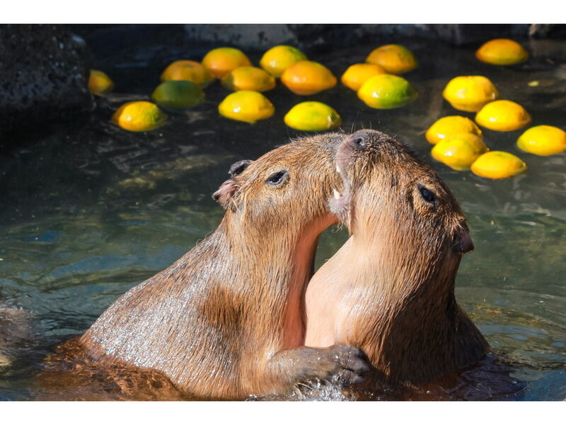 Холст с красками 40х50 см по номерам. ДВЕ КАПИБАРЫ