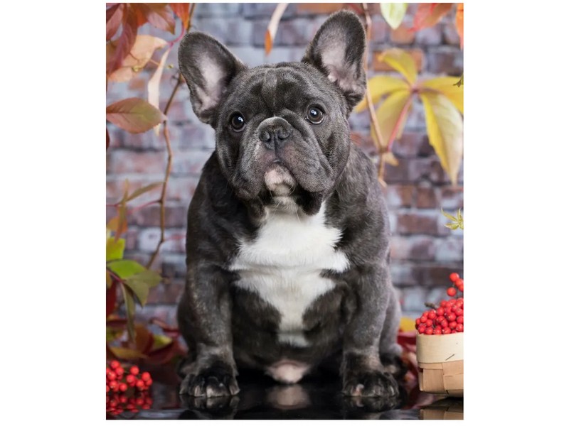 Алмазная мозаика 22х32 см ПУХЛЕНЬКИЙ БУЛЬДОГ (с подр., с полн. заполн., класс.)