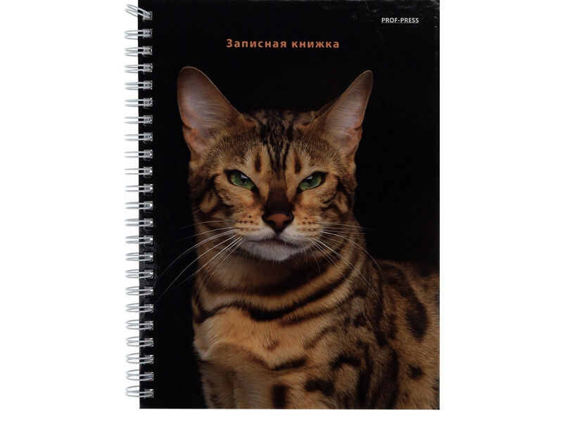 Записная книга А5 80л «БЕНГАЛЬСКИЙ КОТ» (7БЦ, гребень, глян. лам.)