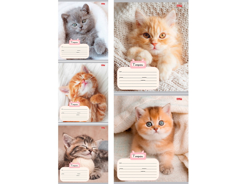 Тетрадь 18 л КЛЕТКА «КОТИК И УЮТ» (цвет. мелов. обл.)