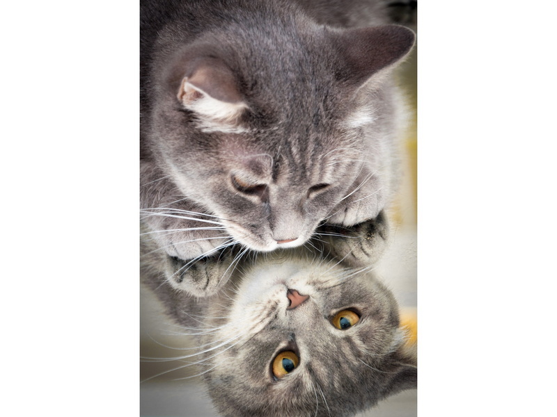 Холст с красками 40х50 см по номерам. ОТРАЖЕНИЕ КОШКИ