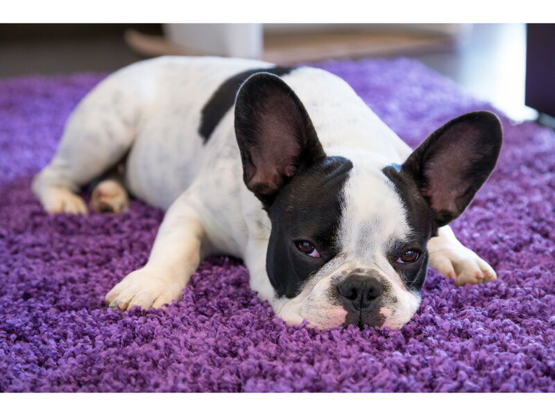 Холст с красками 40х50 см по номерам. СОННЫЙ ФРАНЦУЗСКИЙ БУЛЬДОГ