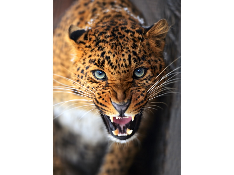 Холст с красками 40х50 см по номерам. ОПАСНЫЙ ЛЕОПАРД