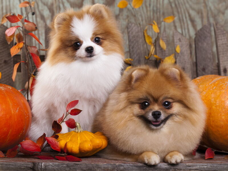 Холст с красками 40х50 см по номерам. ФОТОСЕССИЯ ШПИЦЕВ