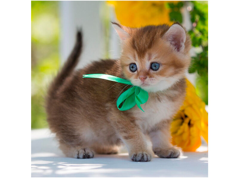 Алмазная мозаика 20*20 см ЗЕЛЕНЫЙ БАНТИК (c подр., с полн. заполн., класс.)