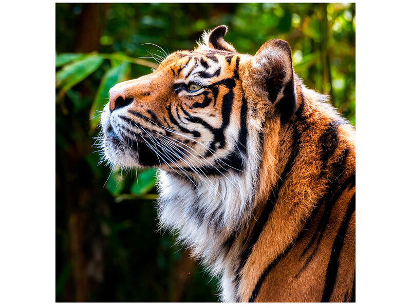 Алмазная мозаика 20*20 см ПРОФИЛЬ ТИГРА (c подр., с полн. заполн., блест.)