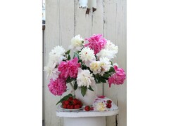 77030 [ХК-6317]Холст с красками 30х40 см по номерам. РАСПУСТИВШИЕСЯ ПИОНЫ И СВЕЖАЯ КЛУБНИКА